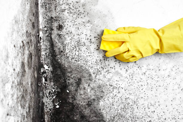 Best Residential Mold Removal  in Fowler, IN