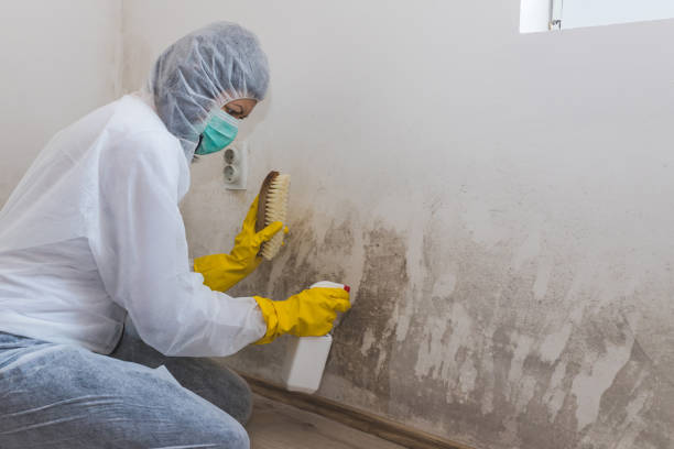 Best Attic Mold Removal  in Fowler, IN