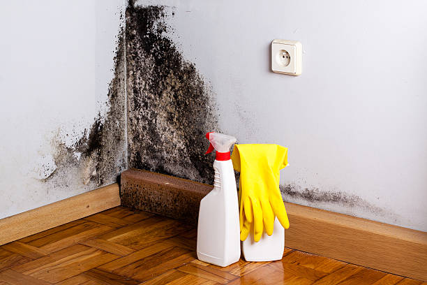 Best Toxic Mold Removal  in Fowler, IN