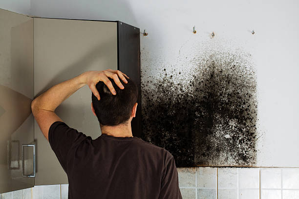 Best Mold Damage Repair  in Fowler, IN